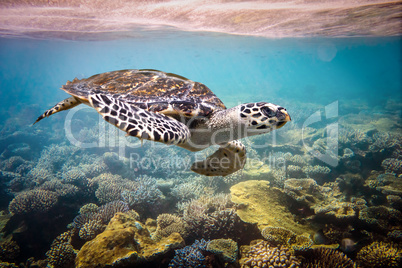 Hawksbill Turtle - Eretmochelys imbricata