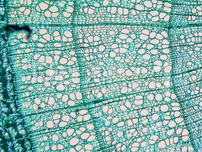 Tilia stem micrograph