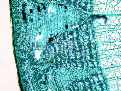 Tilia stem micrograph