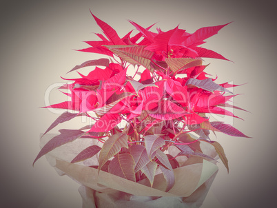 Poinsettia Christmas star