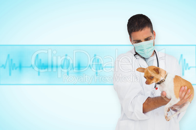 Composite image of vet in protective mask checking chihuahua
