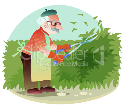 The old gardener working in the garden cutting the bushes