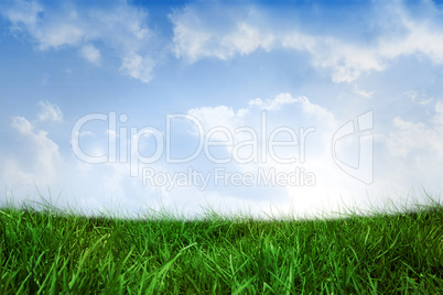 Field of grass under blue sky Field of grass under blue sky