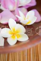 Close up of delicate flowers in bowl