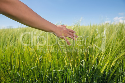 Womans hand touching wheat in field