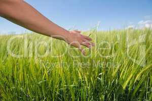 Womans hand touching wheat in field