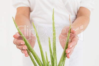 Close up mid section of woman with aloe vera