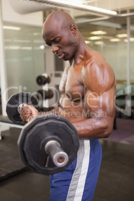 Muscular man lifting barbell in gym