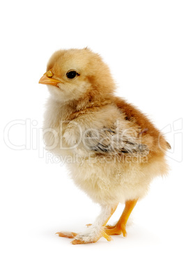 beautiful chicken isolated on white background