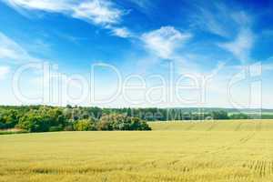 wheat field