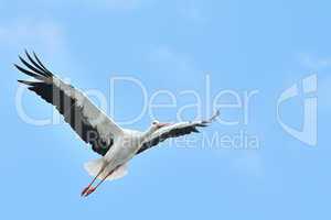 white stork flying on blue sky