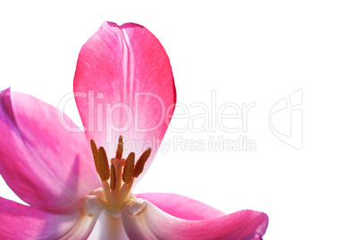 Close Up Of Tulip Petal Isolated With Copy Space