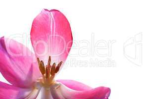 Close Up Of Tulip Petal Isolated With Copy Space