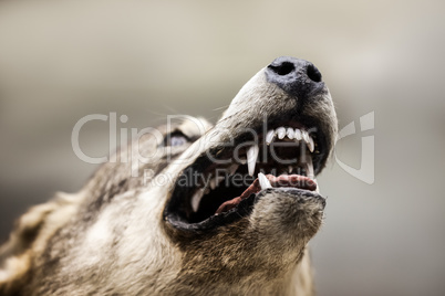 Wild gray wolf animal