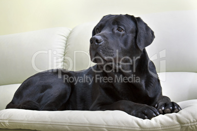 image dog breed black labrador