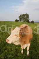 Nahaufnahme einer Kuh auf einer Weide