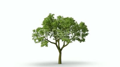 Growth of large green tree. Black and white mask.