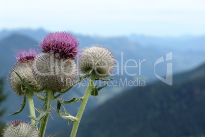 Alpen Distel