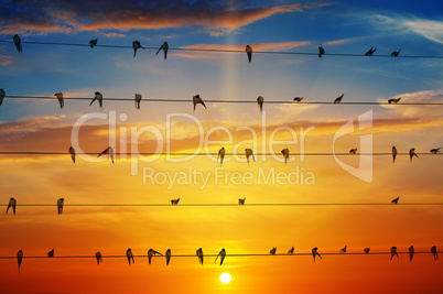 birds on a background of sunrise