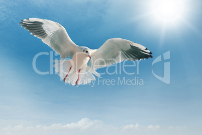 seagull in flight against the blue sky