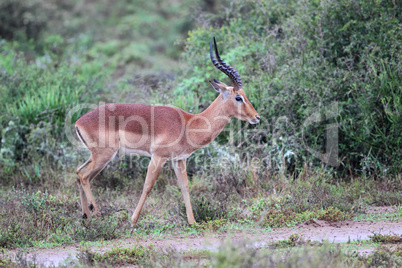 Impala-Bock (Aepyceros melampus)