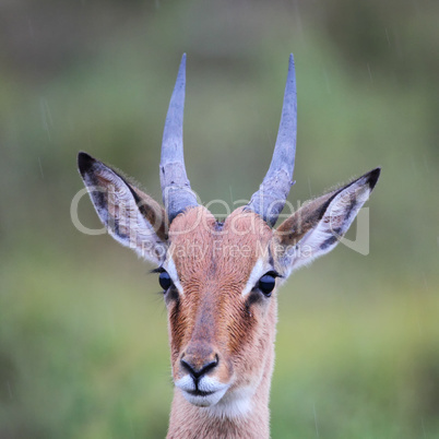 Impala (Aepyceros melampus)