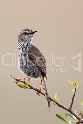 Fleckenprinie (Prinia maculosa)