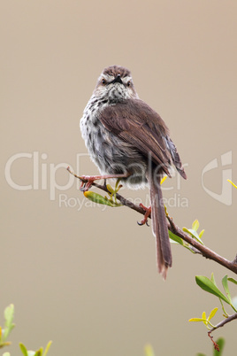 Fleckenprinie (Prinia maculosa)