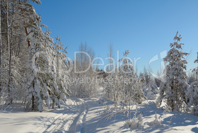 Winter landscape