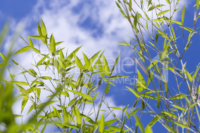 Close Up of Green Plant Against Cloudy Blue Sky