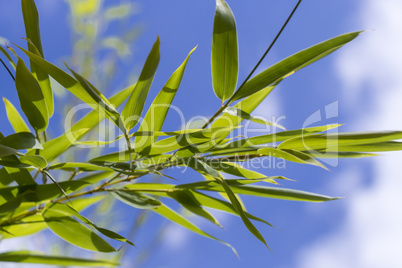 Close Up of Green Plant Against Cloudy Blue Sky