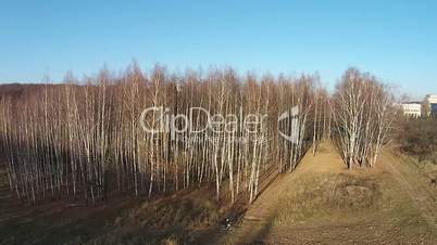 Flight in a birch forest early autumn