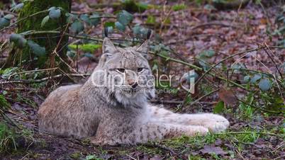 Luchs (Lynx)