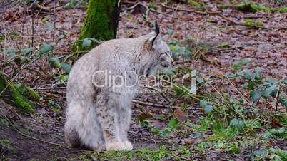 Luchs (Lynx)