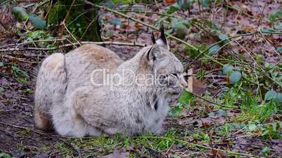 Luchs (Lynx)