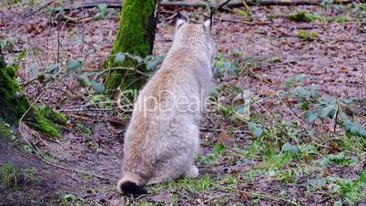 Luchs (Lynx)