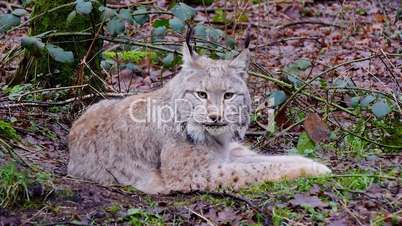 Luchs (Lynx)