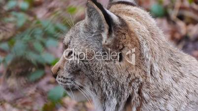 Luchse (Lynx)