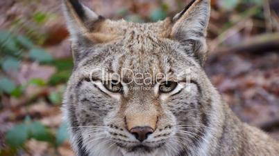 Luchse (Lynx)