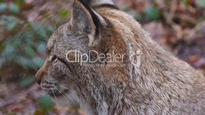 Luchse (Lynx)