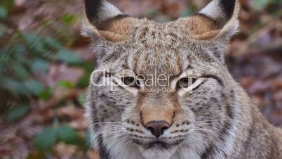 Luchse (Lynx)