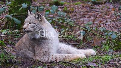 Luchs (Lynx)