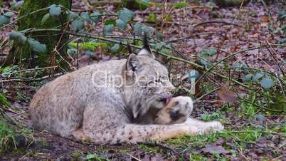 Luchse (Lynx)