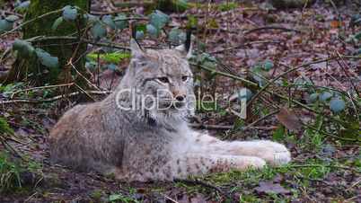 Luchse (Lynx)