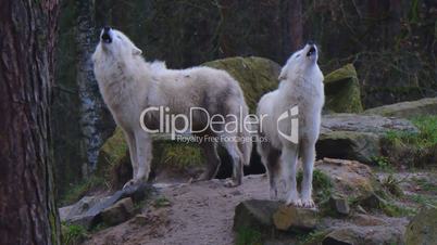 Polarwolf  (Canis lupus arctos)