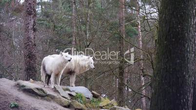 Polarwolf  (Canis lupus arctos)