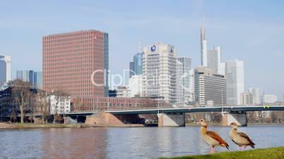 Friedensbrücke in Frankfurt