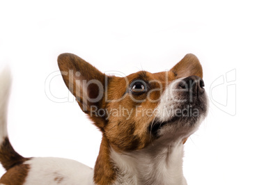 Jack Russell Terrier