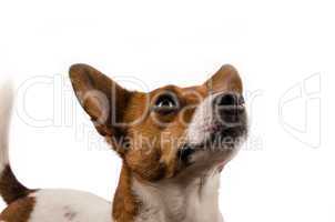 Jack Russell Terrier