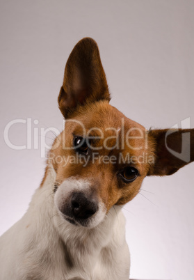 Jack Russell Terrier